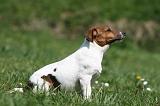 JACK RUSSEL 057